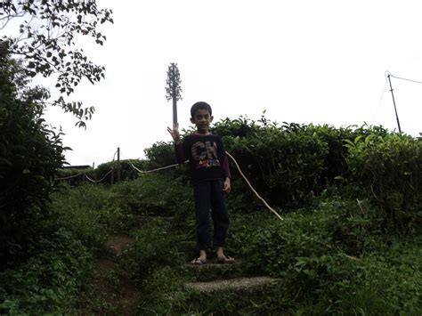 Ada ladang teh dekat sekinchan?? Ladang Teh Boh, Habu Ringlet. | Destinasi Percutian ...