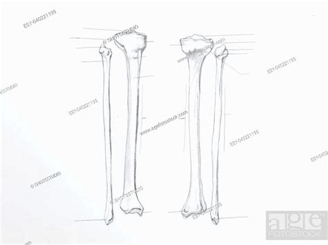 Detail Of Tibula Fibula Bones Pencil Drawing On White Paper Stock
