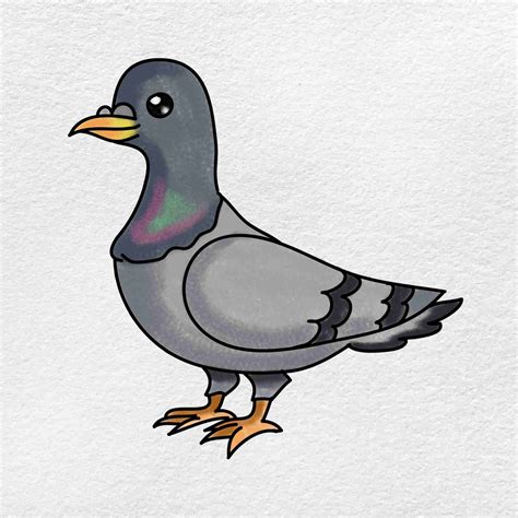 Pigeon Drawing For Kids Bird Info