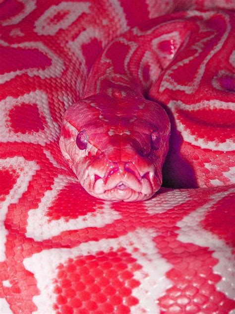 Pink Snake Snake Wallpaper Pink Snake Colorful Snakes