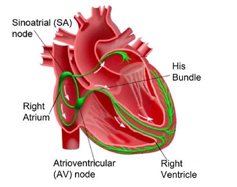 Electrical Conduction System Of The Human Heart 5 Download Scientific Diagram