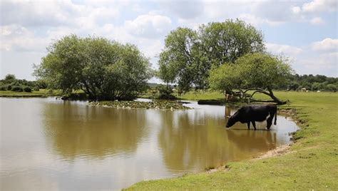 Upload, livestream, and create your own videos, all in hd. Cow Standing in Water at Stock Footage Video (100% Royalty ...