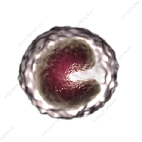 Monocyte Cell Artwork Stock Image C0206283 Science Photo Library