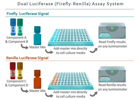Dual Luciferase Firefly Renilla Assay System