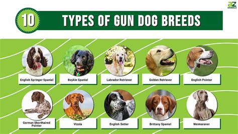 10 Types Of Gun Dog Breeds A Z Animals
