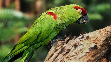 The phrase a couple of, meaning a small number of; The meaning and symbolism of the word - «Parrot»