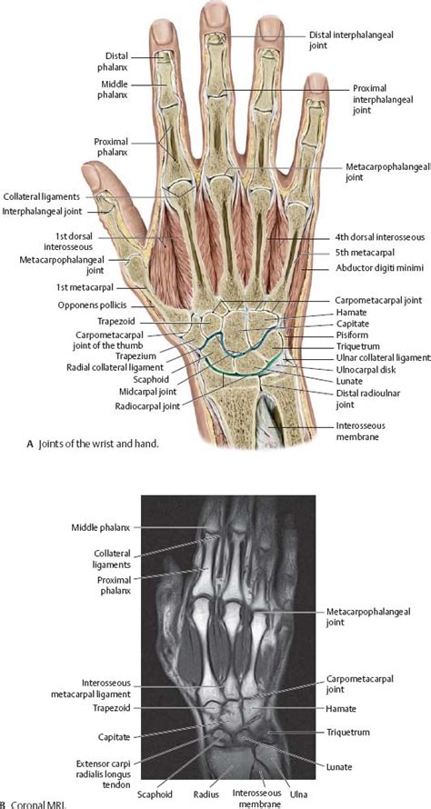 Wrist And Hand Atlas Of Anatomy