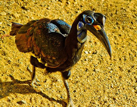 Ugly Bird Photograph By Kevin Geyer