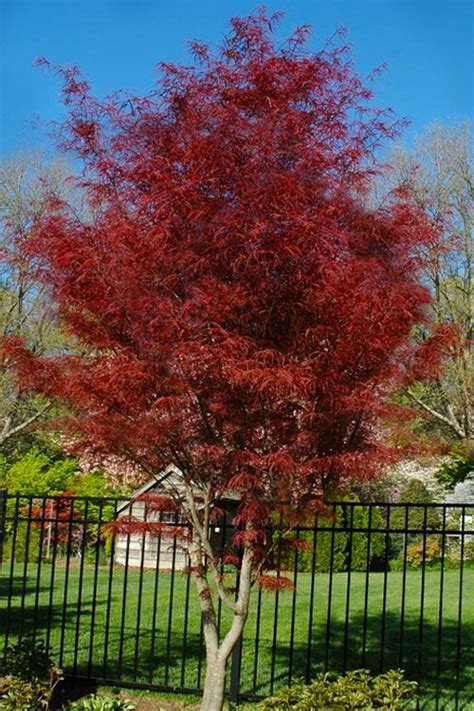 Buy Hubbs Red Willow Japanese Maple Free Shipping Wilson Bros