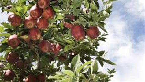 Fruit Trees That Grow In Oregon Garden Guides