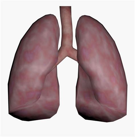 Lungs Png Transparent Images Real Human Lung Png Free Transparent