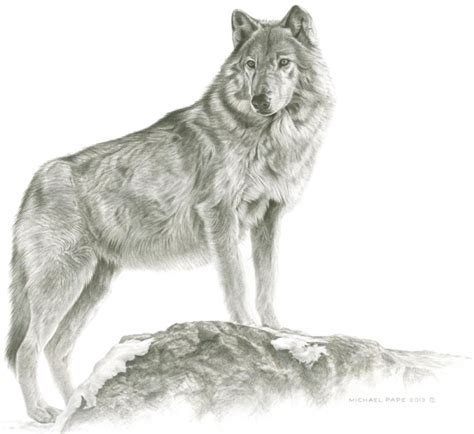 Simple Gray Wolf Drawing