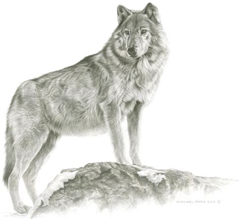 Collection of pencil drawing of wolf download more than 30 images. Maikan - Grey Wolf by Michael Pape
