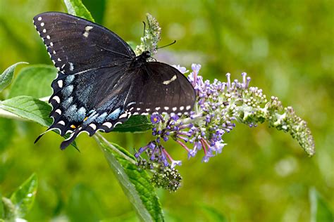 Black Swallowtail Butterflies And Selected Moths Of Central Texas