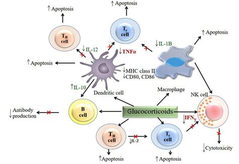 Glucocorticoids Act On Immune Cells Both Directly And Indirectly To Download Scientific Diagram