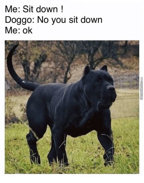 17 Funny Memes With Cane Corso Pettime