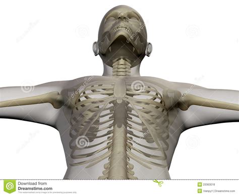 X Ray Of Human Body And Skeleton Stock Illustration Illustration Of