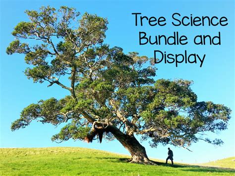 Trees Science Bundle Teaching Resources