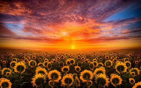 Sunset Red Sky Cloud Field With Sunflower Hd Desktop Wallpaper For
