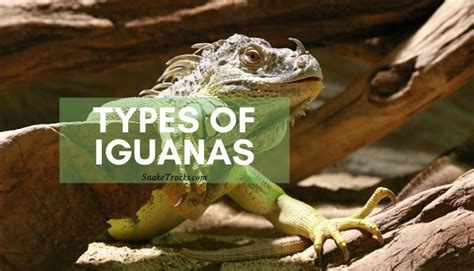 Types Of Iguanas Top 5 Most Common