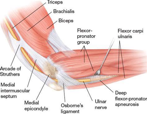 Elbow Diagram Anatomy