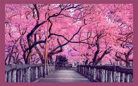 Sakura ‘el Árbol De Los Cerezos El Candelabro