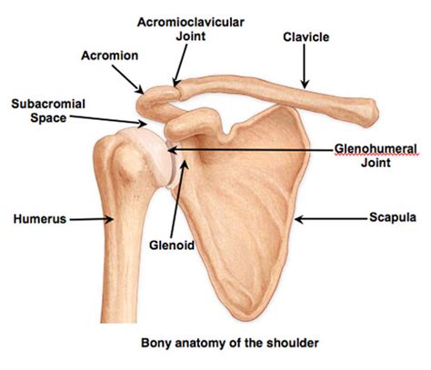 The goals of shoulder surgery are to reduce pain, increase function, mobility and stability of the joint, and correct deformities or injuries. Shoulder External Rotation Exercises - Braydon Vo ...