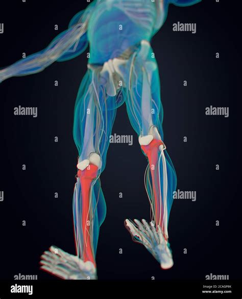 Hueso De La Tibia Anatomía Humana Ilustración 3d Fotografía De Stock