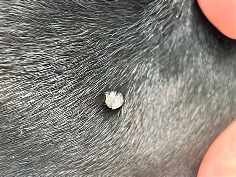 What Type Of Bumps Grow On Dog Ears Is This Normal And Whats The