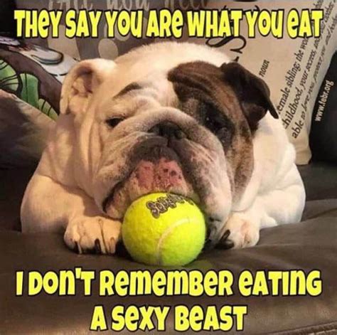 The Great British Bulldog Group Bulldog Funny Funny Dog Memes