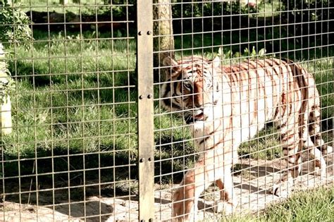 Whipsnade Zoo Zoo Animals