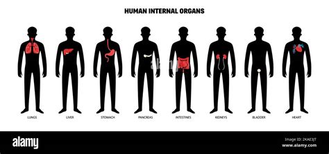 human internal organs set with isolated dark silhouettes of human body with color coded limbs