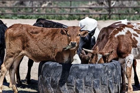 free images farm rural cow herd farming pasture grazing livestock beef bovine fauna