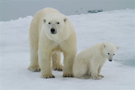Polar Bears Of Svalbard Mission Blue