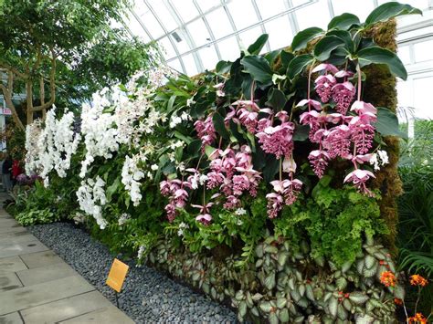 vertical orchid wall - Google Search | Orchid show, Vertical garden wall, Vertical garden