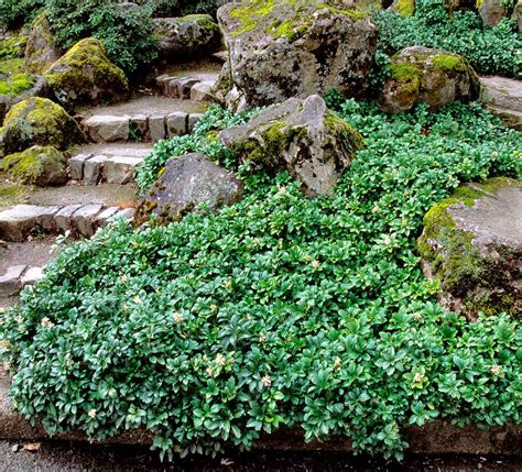Pachysandra Terminalis Japanese Spurge DMF Gardens