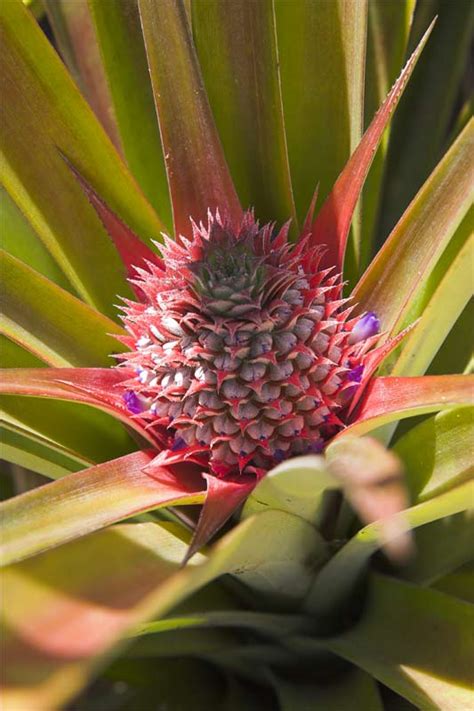 Practical Biology Science For Everyone Growing Your Own Pineapple