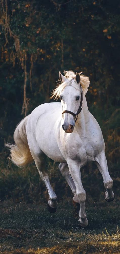 Pure White Stallion Horses Beautiful Horses Pretty Horses