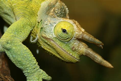 10 Things You Didnt Know About Chameleons Twistedsifter