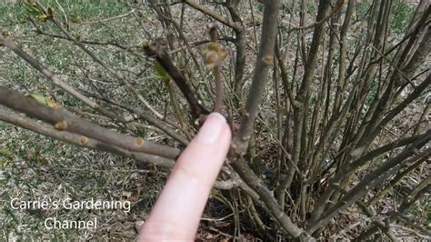 Why I Prune Lilac Bushes After They Bloom How To Trim Dead Branches