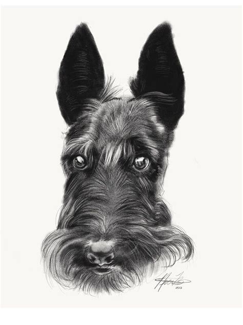 Scottish Terrier Drawing At Explore Collection Of