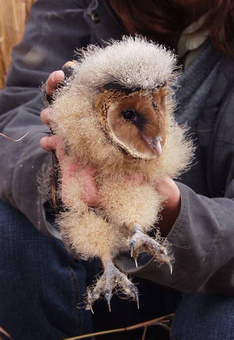 From A Wonderful Website About Owls African Grass Owl Tyto Capensis Juvenile Picture 2 In