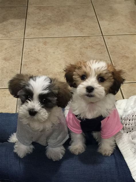 My Adorable Pups Winston And Phoebe Shih Tzu And Maltese Mix Shihtese 14
