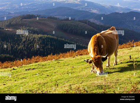 Brown cow eating Stock Photo - Alamy