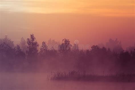 A Beautiful Pink Sunrise Ower The Swamp Sun Rising In Wetlands