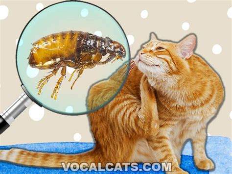 What Do Cat Fleas Look Like To The Human Eye With Pictures Vocal Cats