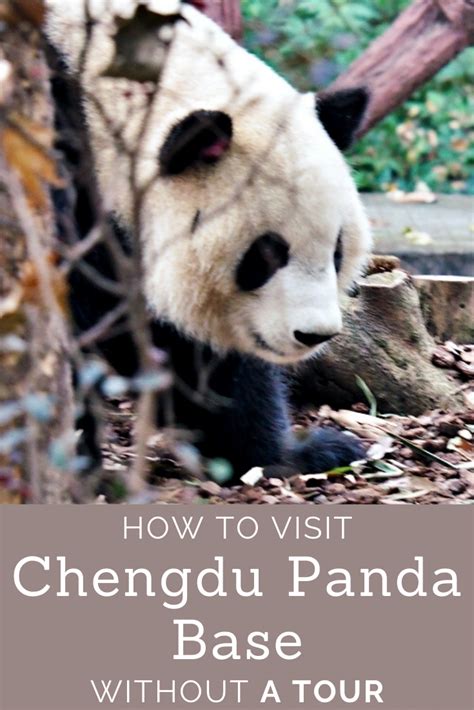 Why You Should See Giant Pandas In Chengdu Without A Tour Artofit