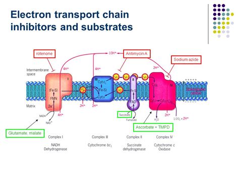 Rancio Est Ril Campa A Rotenone Electron Transport Chain Vitalidad