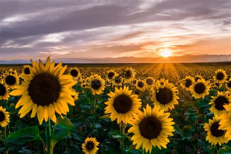 135531 Sunflowers Stock Photos Free And Royalty Free Stock Photos From