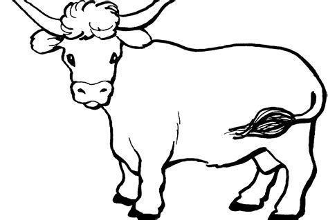 Angus Cow Drawing At Getdrawings Free Download